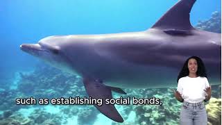 Dolphin Facts Video for Kids I Animal Learning Video I Animal Facts [upl. by Moses]