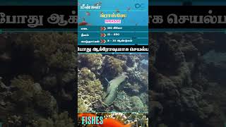 311  Wrasse Fish  வ்ராஸ்ஸே மீன்கள்  Fishes  limitless Facts Fishes fish shorts [upl. by Cope]