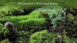 The Sound of a Wild Snail EatingBook Trailer [upl. by Eadwina]