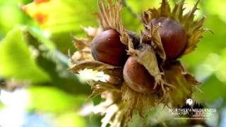 Myths and Legends of the Hazel Tree and uses in Bushcraft Episod 2 [upl. by Yerfdog]