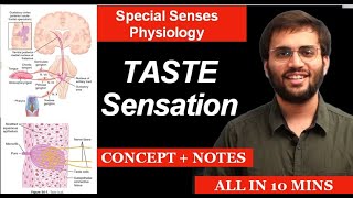 Taste  Physiology  Special Senses Physiology  Taste Pathway amp What to Learn [upl. by Odyssey]