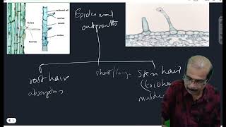 THE TISSUE SYSTEM CLASS 11 ANATOMY OF FLOWERING PLANTSBOARDNEETCUET [upl. by Annas]