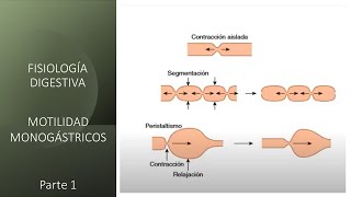 Fisiología digestiva Motilidad monogástricos  Primera parte [upl. by Assirim]