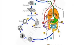 Entamoeba histolytica lecture [upl. by Udell]