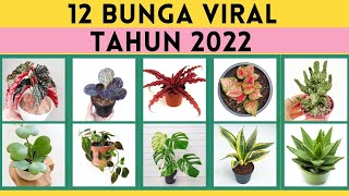 12 Bunga yang Lagi Viral di Kalangan Pecinta Tanaman Hias Tren 2022 Tanaman Hias Viral Tahun 2022 [upl. by Alidus]