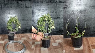 Turn Your Ivy into ART This Simple Trick Creates STUNNING Topiaries You Wont Believe How Easy [upl. by Georgia]