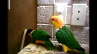 Caique Parrots Pumpkin and KabaPunks of the bird world [upl. by Anej]