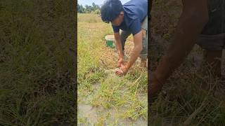 amazing fishing fisherman catch fish under grass at field by hand shots topfishing [upl. by Yrrehs483]