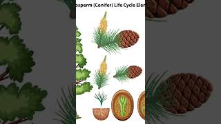 gymnosperm biology class 11 chapter 3 [upl. by Nilyam]