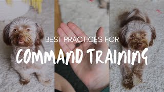 Best Practices for Puppy Command Training  Havanese [upl. by Ronni]