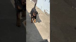 Rottweiler Daisy koe Ghumne nhi le gae to Rone lag gae 😭😱shorts rottweiler petlover [upl. by Assiron]