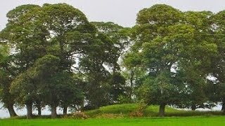 Ogham The Tree Language Story [upl. by Anircam653]