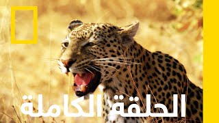 ملكة الفهود  المملكة المتوحشة  ناشونال جيوغرافيك أبوظبي [upl. by Ulrika]