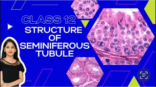 Seminiferous tubule  Diagram of Seminiferous tubule  class12biology ncertsolutions ✅✅💯💯 [upl. by Otrebogad]