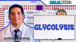 Metabolism  Glycolysis [upl. by Lerud]