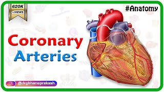 Coronary arteries Anatomy  Blood supply of Heart  Arterial supply of heart  Animation [upl. by Hsiri]