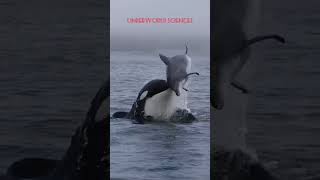 Orca  killer whale Toothed whales naturelovers viral beautiful [upl. by Redmond]