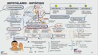 2 MAPA MENTAL ENDOCRINOLOGÍA HIPOTÁLAMO HIPÓFISIS [upl. by Durning42]