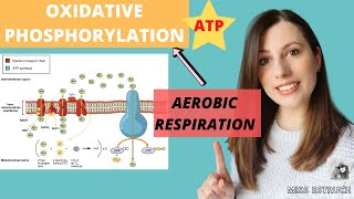 OXIDATIVE PHOSPHORYLATION Alevel Biology Aerobic respiration Chemiosmotic theory and ETC [upl. by Ayiotal]