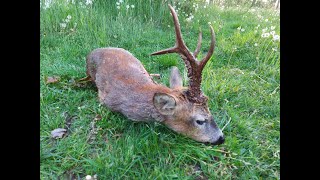 Roebuck season in Poland 2022 [upl. by Duer]