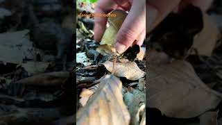 Boletus ReticulatusMay 2024 asmr asmrmushrooms fungi boletus porchini mushroomhunting [upl. by Aihsenal756]