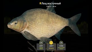 Russian Fishing 4  Lower Tunguska River Eastern bream Trophy 18032024 [upl. by Nuavahs]