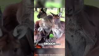 Hunter’s Genius Disguise Outsmarts Bold Kangaroos shorts viralvideo [upl. by Attenborough]