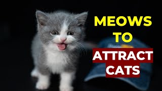 Kitten meows to ATTRACT CATS Make Your Cat Come to You [upl. by Judie453]