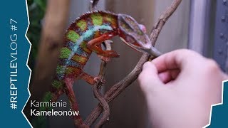 Właśnie wykluł się kameleon Nosy faly  Wyniki Zabawy o Terrarium [upl. by Nedda30]