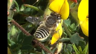 Zilveren fluitje Megachile leachella vrouwtje [upl. by Hannis198]