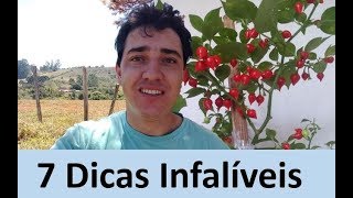 Pimenteiras  7 dicas para ter Sucesso no cultivo [upl. by Bryanty877]