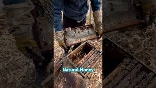 viralvideo viralshorts honeynaturalhoneybeekeeping farmer [upl. by Valentino585]