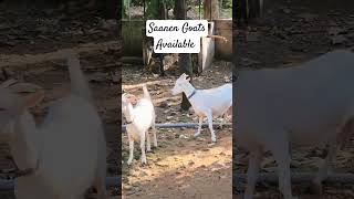 Saanen Goats Available  Goats World Kerala  Saanen Kids [upl. by Abbye]