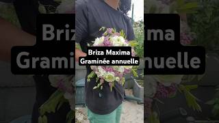 Briza Maxima ou la grande amourette graminée annuelle pour toutes créations florales fleurs [upl. by Ojyllek]