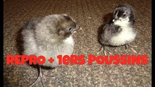 REPRO 2019  1ers POUSSINS 2019 [upl. by Nwahsuq]