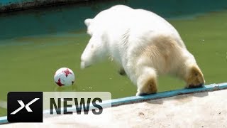 EisbärDame Nika tippt DFBDuell gegen Mexiko  Deutschland  Mexiko  Confederations Cup  Russland [upl. by Brunhild]