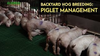 Backyard Hog Breeding Piglet Management  Weaning  Agribusiness BMEG Episode 11 [upl. by Ellehcil]