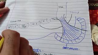 Flexor retinaculum of Leg [upl. by Etireuqram]