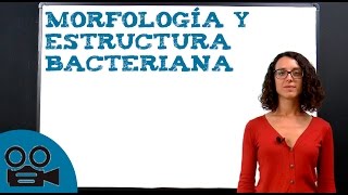 Morfología y estructura bacteriana [upl. by Chrysler552]