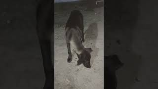 Dog Humanity  Dog love  Siva Arun Tv [upl. by Farrica473]