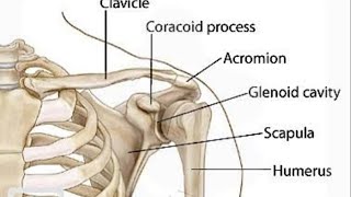 scapula anatomy [upl. by Cia]