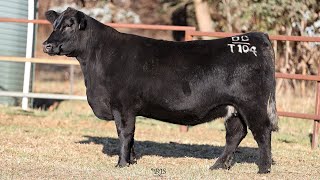 Lot 29 BRU22T104 Hillview Angus 2024 [upl. by Rives165]