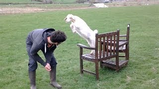 Cute Baby Goat Jumping Running And Playing [upl. by Ainigriv]