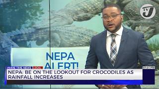 NEPA Be on the Lookout for Crocodiles as Rainfall Increases  TVJ News [upl. by Accalia595]