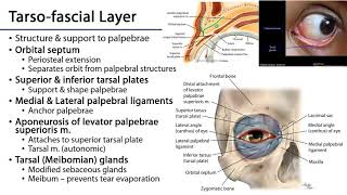 Palpebrae  Orbit amp Eye M1 Learning Objectives [upl. by Innus685]