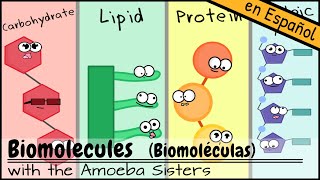 Biomoléculas [upl. by Nylorahs]