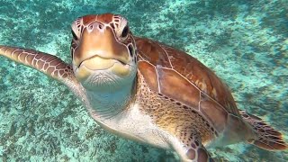 Snorkeling Tulum [upl. by Allisirp]