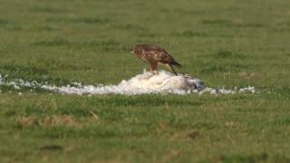 Vroege Vogels  Buizerd eet dode zwaan [upl. by Mcnalley856]