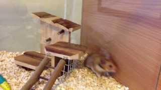 Hamsters First Day  Running Wild [upl. by Mavis]