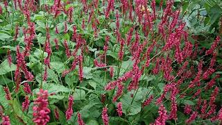 Persicaria amplexicaulis Red Bistort with bees a shade loving perennial loved by bees [upl. by Odnalref]